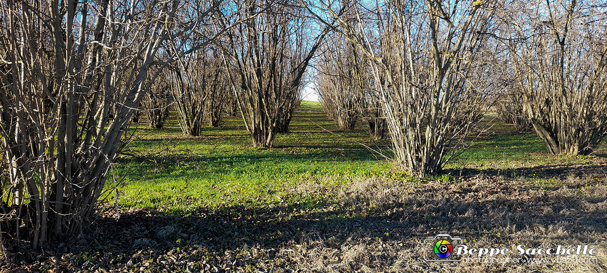 20230110_144822 - Dalla terra... il grano.jpg